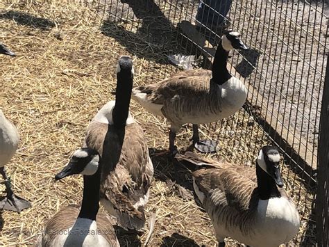 canadian goose for sale
